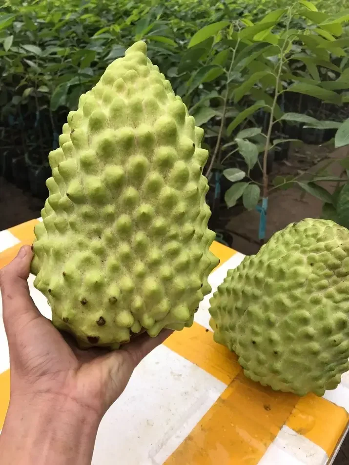 Cây na sầu riêng riêng cao 40-60cm