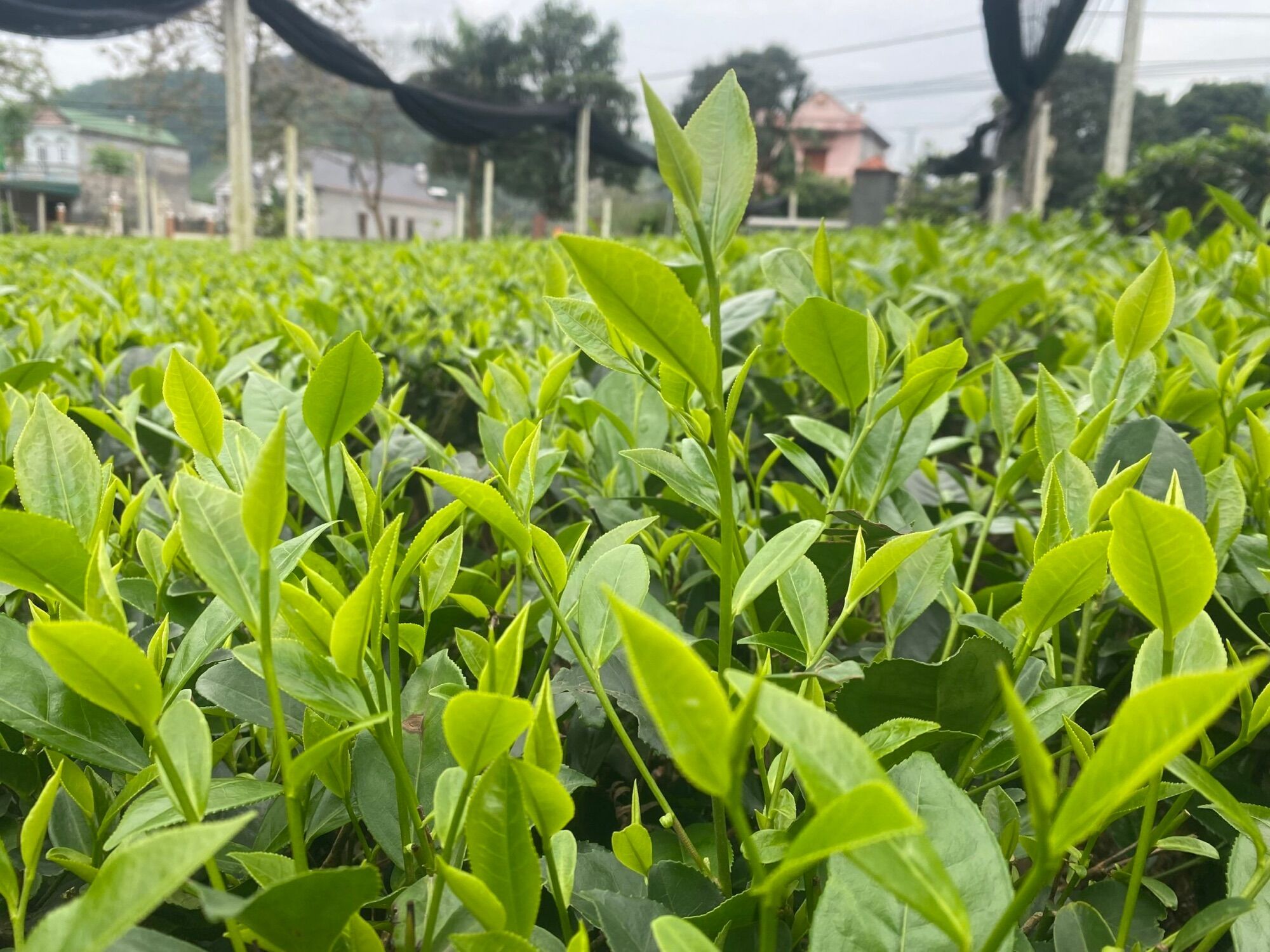 Trà Nõn Tôm Tân Cương Cao Cấp ( gói 200g )