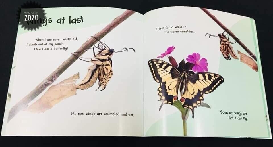 Vòng đời của các loài vật