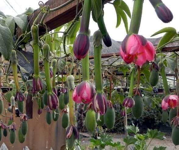 CÂY GIỐNG CHANH LEO CHUỐI (GHÉP SIÊU SỚM)