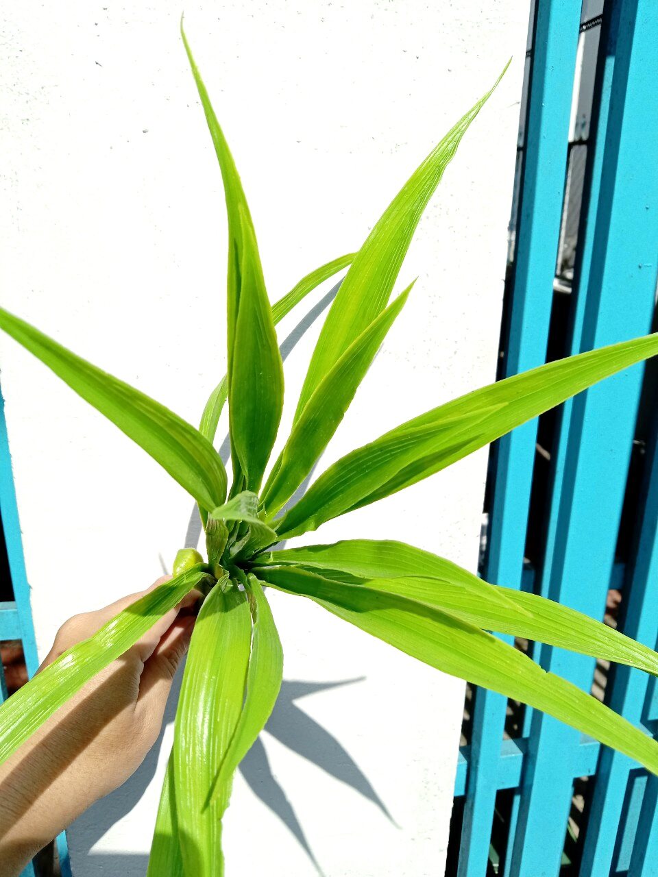 hoa lụa - cụm lá dứa, lá lan nhưa