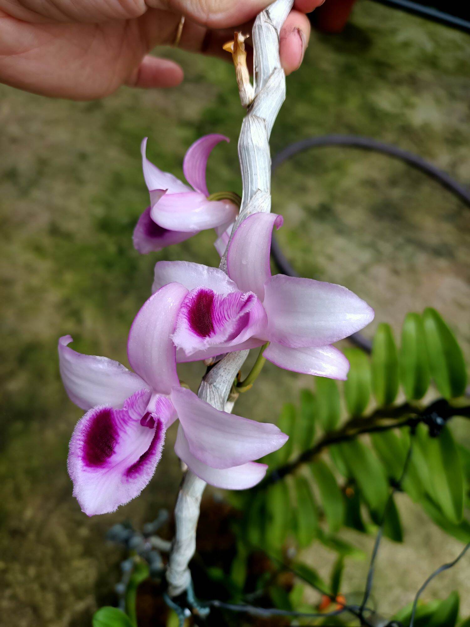 Cây giống hoa lan Cửu Long Cao Phong ( hàng nhân kie 15-25cm)