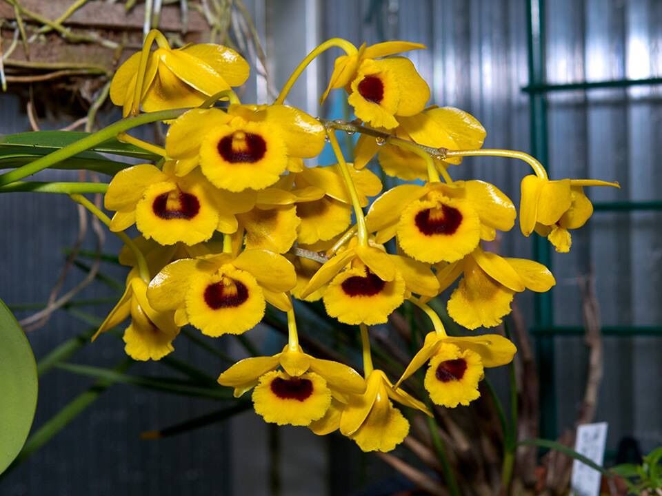 Hoa lan hoàng lạp rừng, trồng thuần - 1 bảng