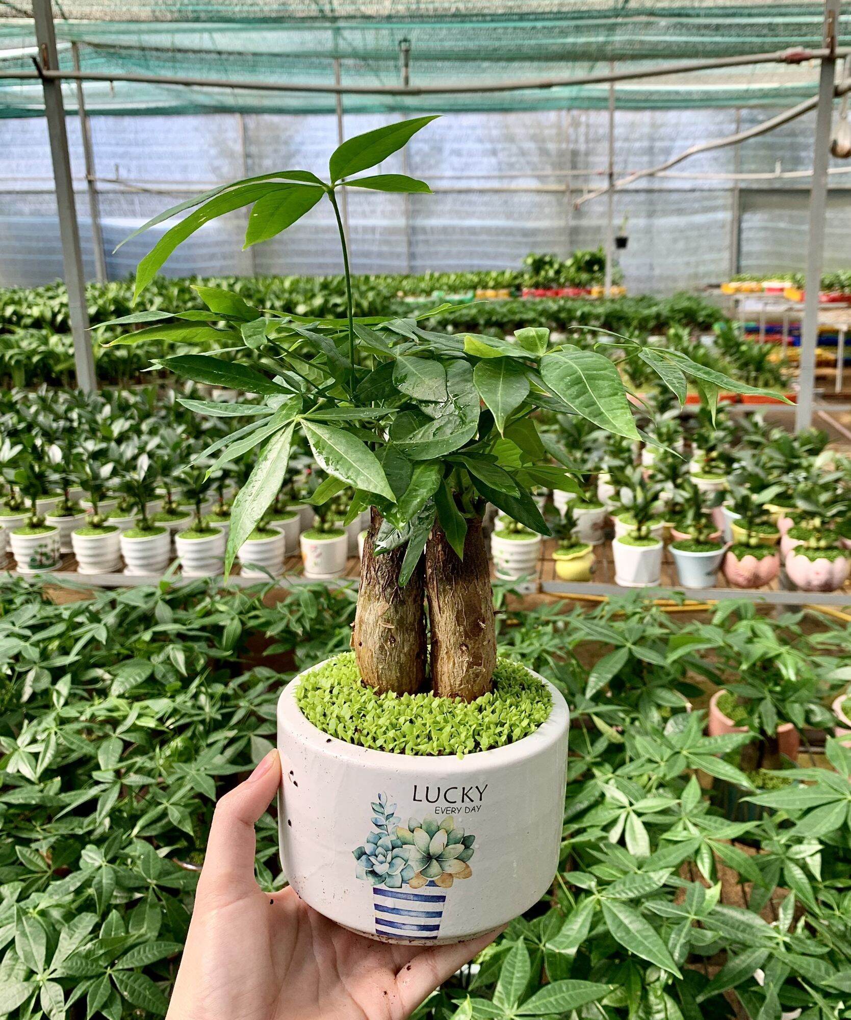 Cây Kim ngân/ Cây phong thủy (chậu nhựa)