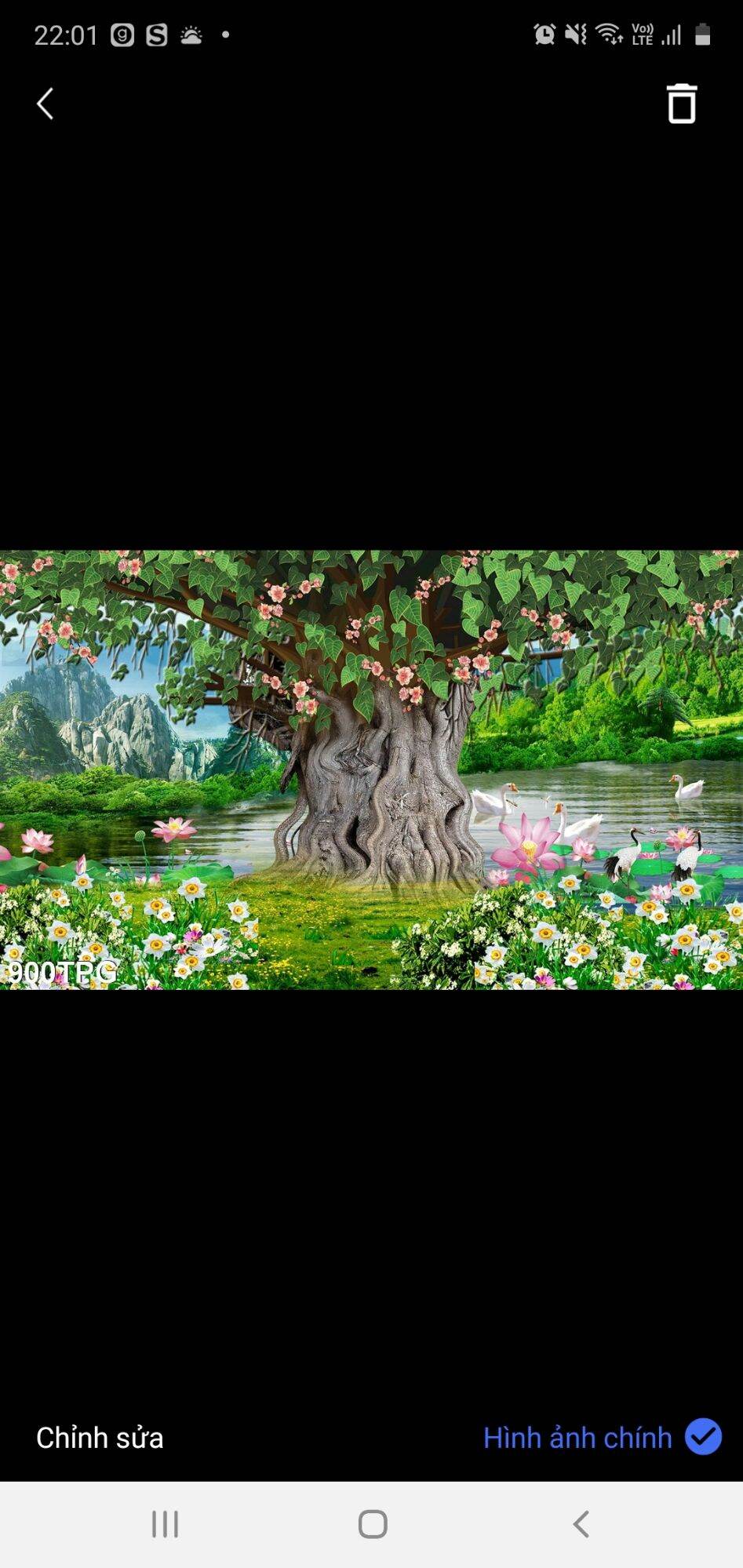 Tranh bồ đề 900tpg kích thước 60cm x 60cm