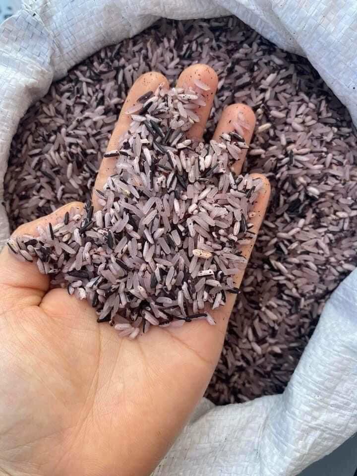 Gạo tẻ nương tím  5kg