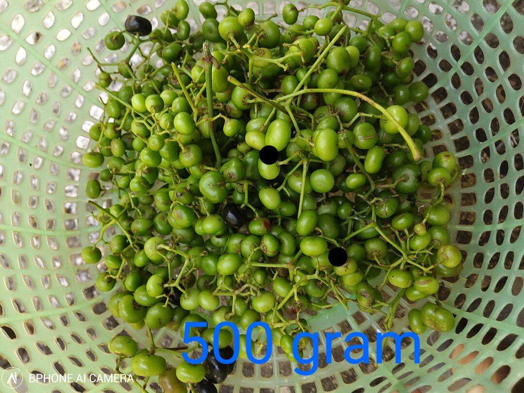 Trái Giác Miền Tây 500 gr