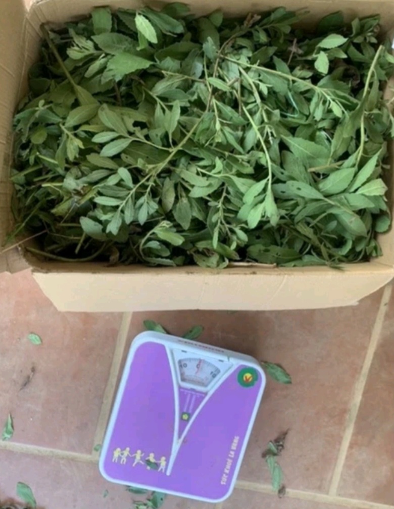 1 ký Thân Và Lá Cúc Tần Tươi ( Từ Bi )