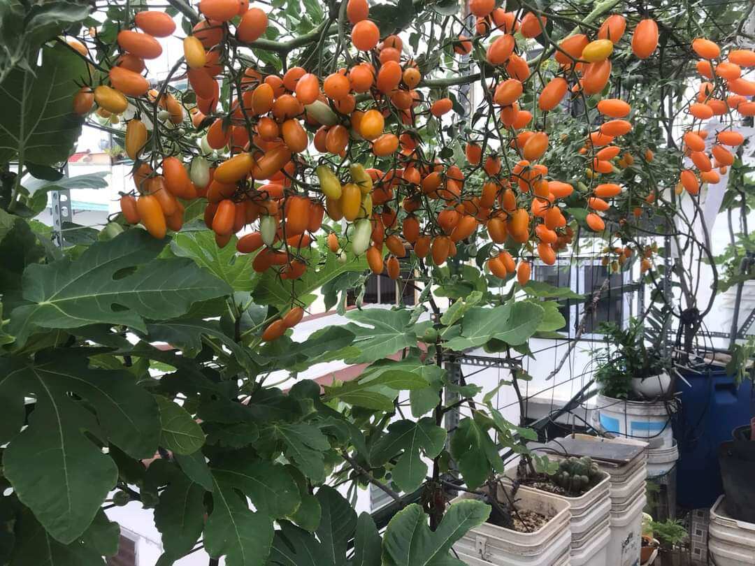 10 HẠT GIỐNG CÀ CHUA CHERRY VÀNG CHỊU NHIỆT