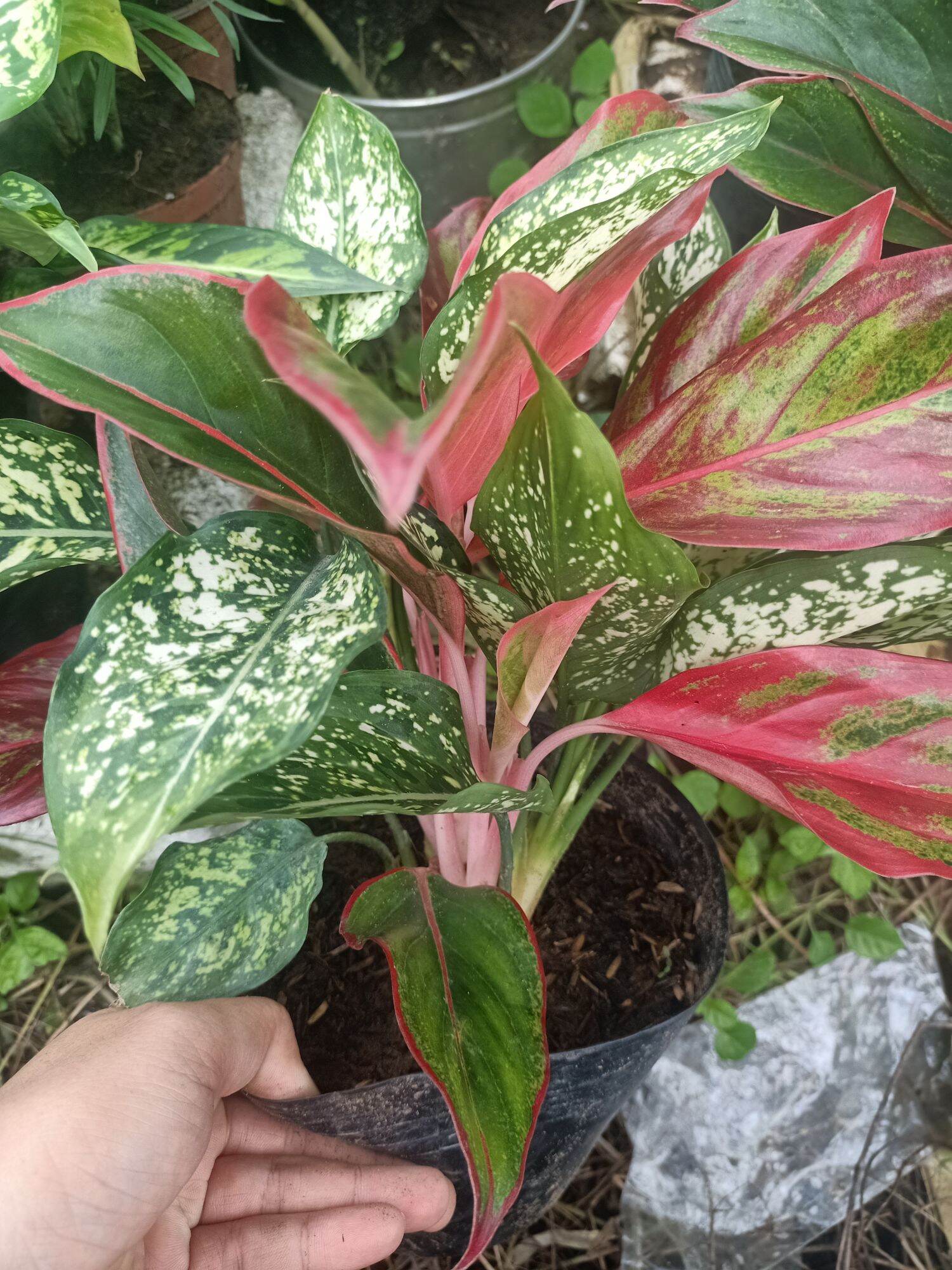 Phú quý ngọc ngân