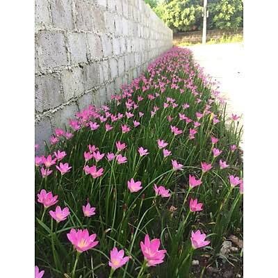 100 củ huệ mưa mic màu- giá siêu rẻ