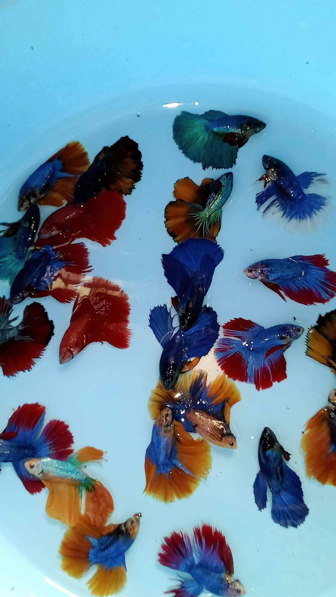 Betta Halfmoon trống đa sắc