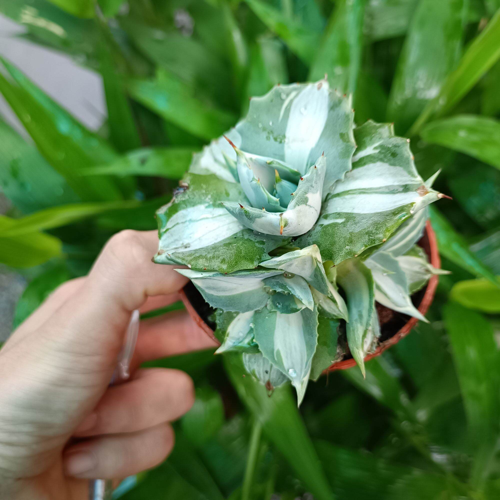 Sale 50%- Sen đá dứa hoa hồng var