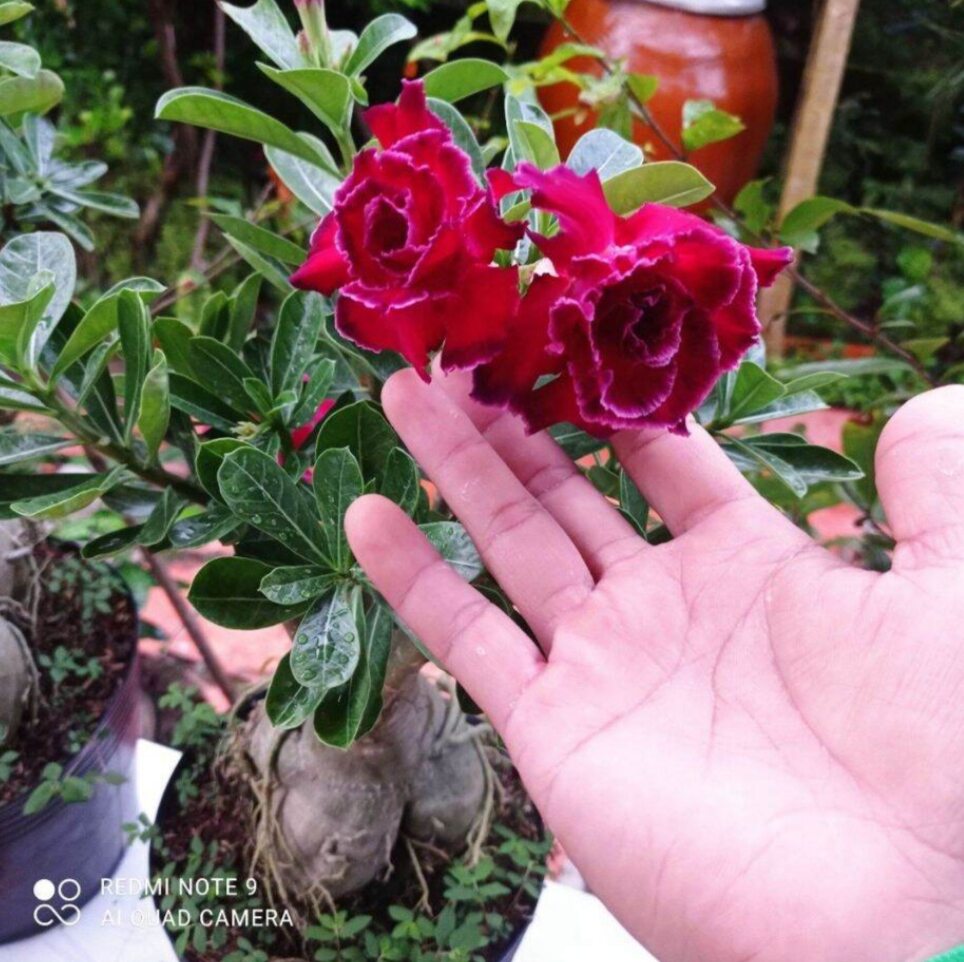 Combo 10 cây sứ thái cánh kép