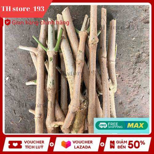 Hom giống Chè khổng lồ chăn nuôi độ đạm tự nhiên cao.