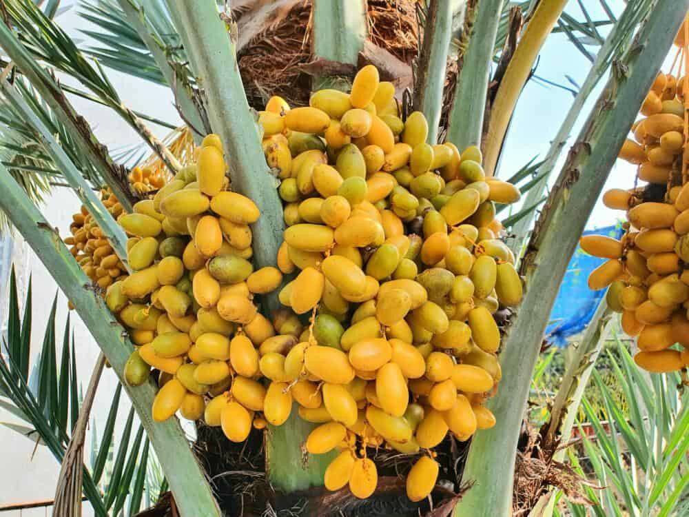 cây chà là giống siêu trái.
