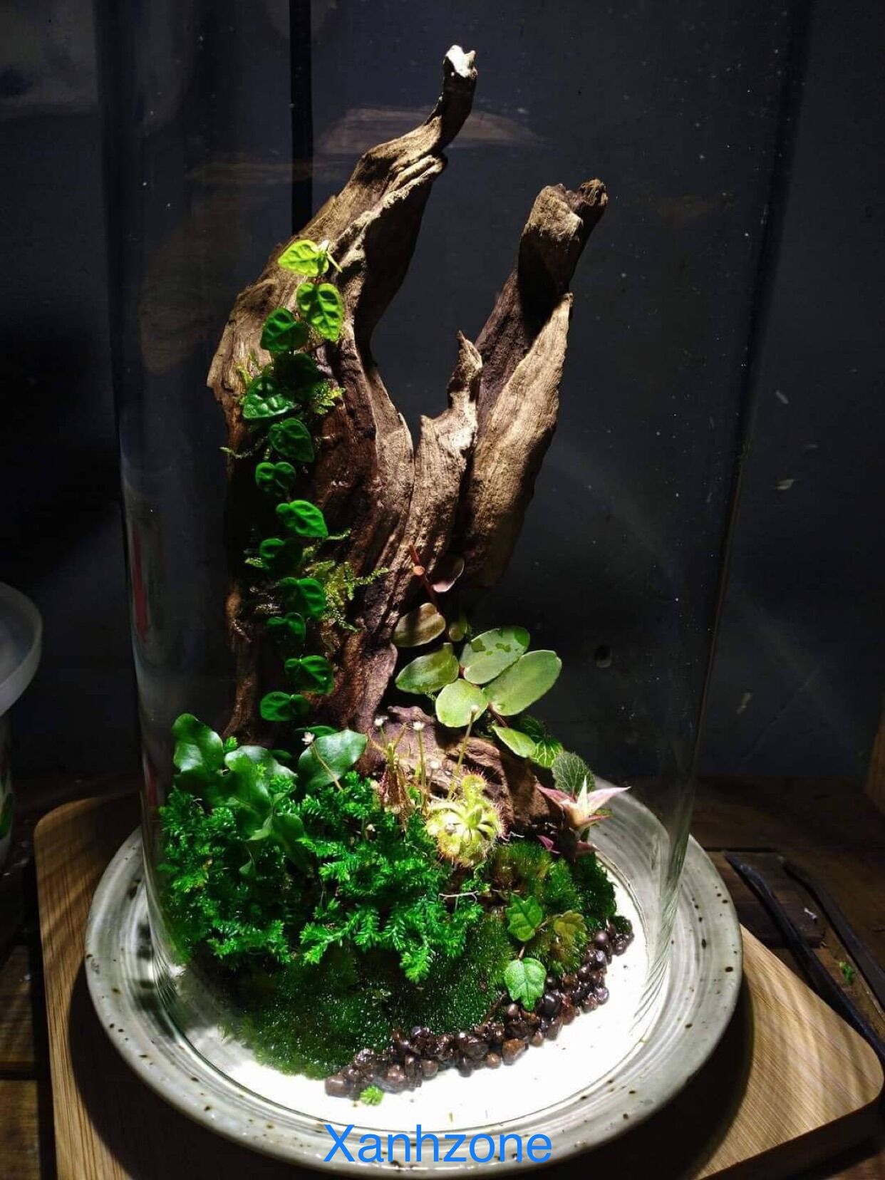 Lũa mini setup hồ bán cạn, terrarium, thủy sinh