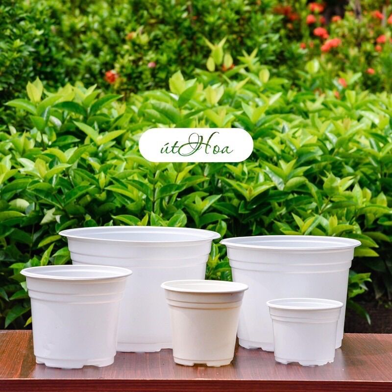Combo 10 Chậu nhựa trắng T20 (20x15cm) vành miệng cứng