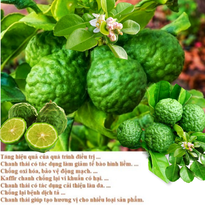 Lá Chúc Tươi ( Chanh Thái) - 1kg