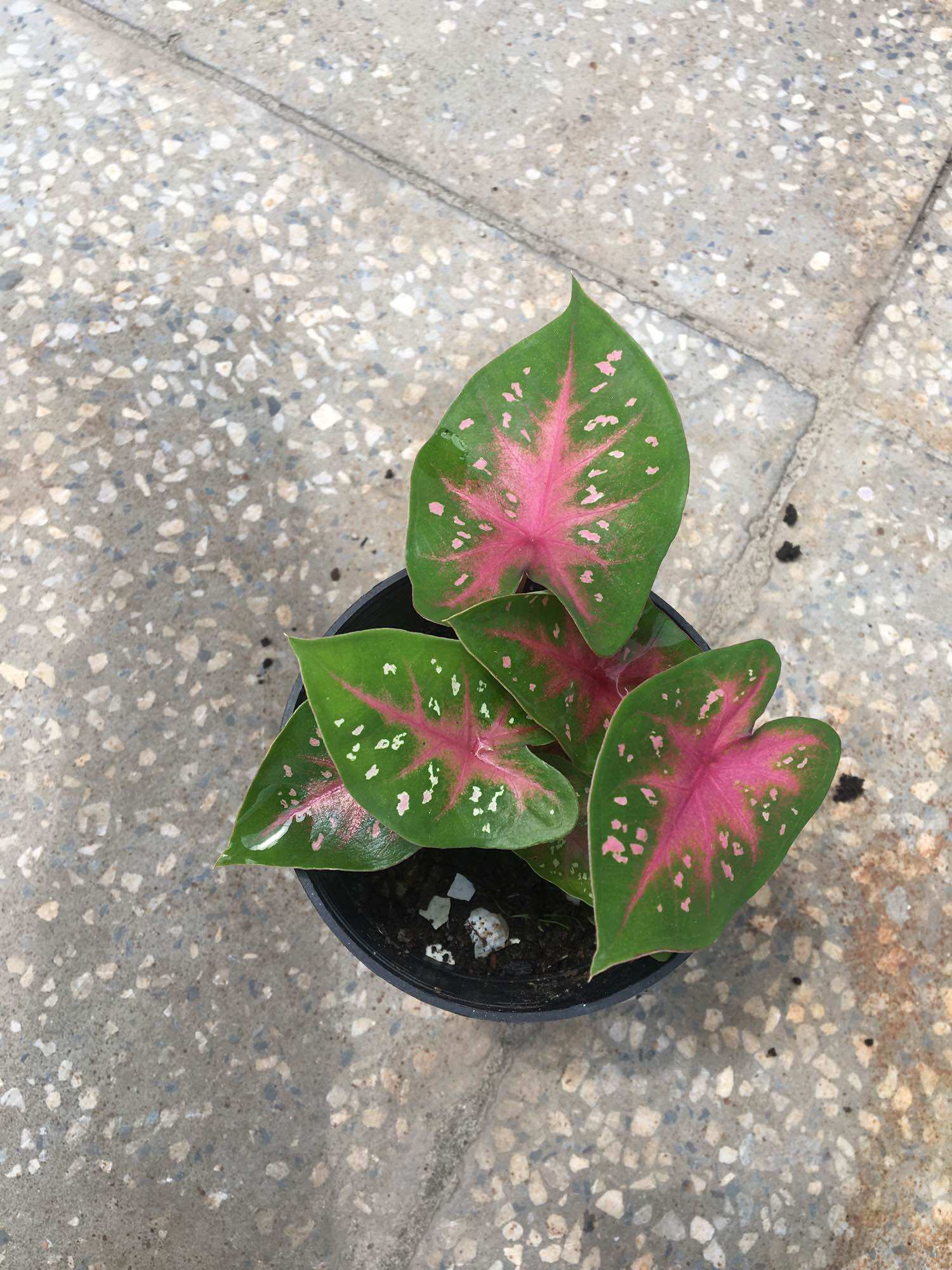 Chậu môn kiểng Caladium