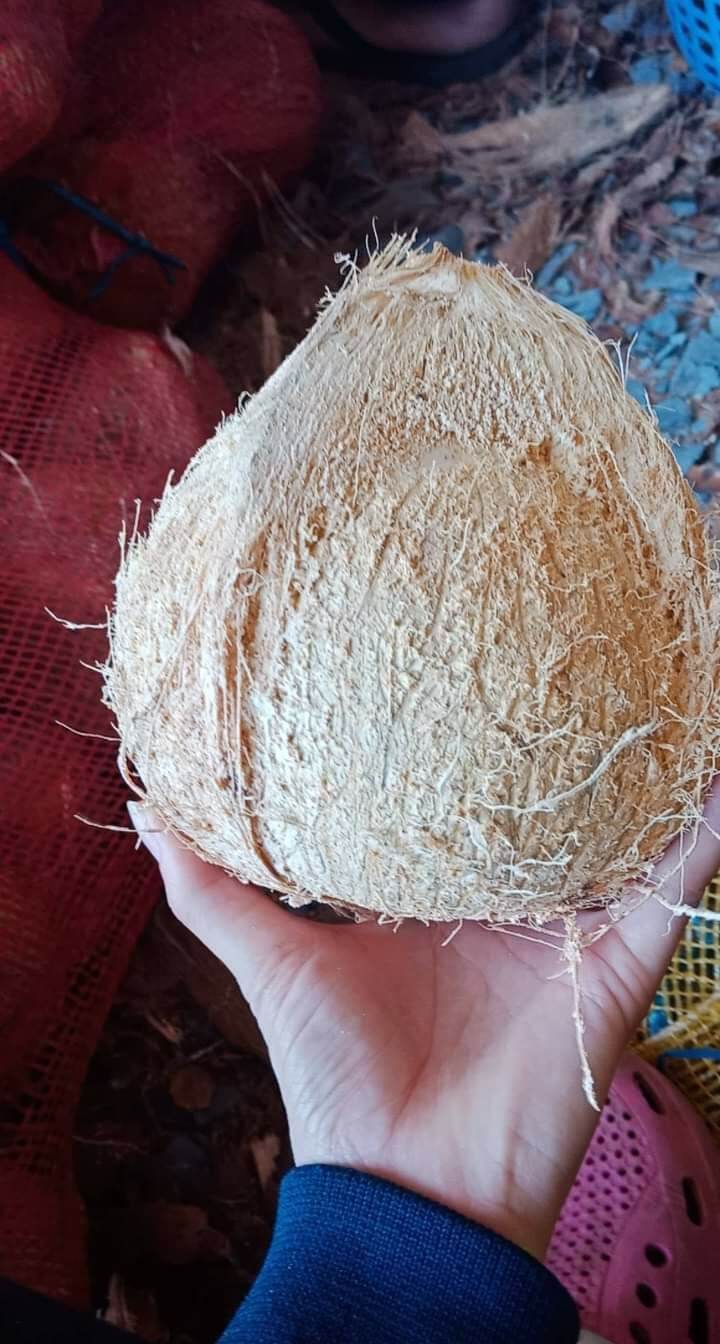 Dừa khô tại vườn cơm dầy