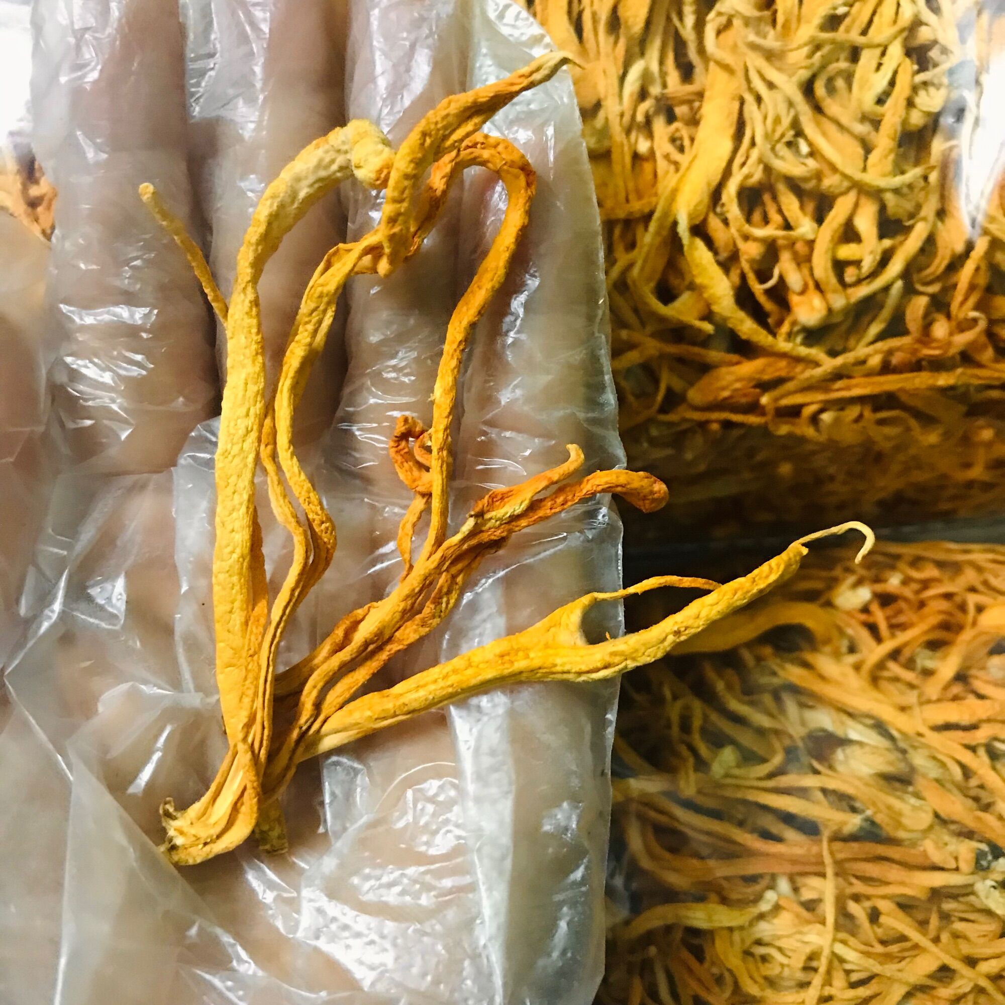 Đông trùng hạ thảo cao cấp túi 100g