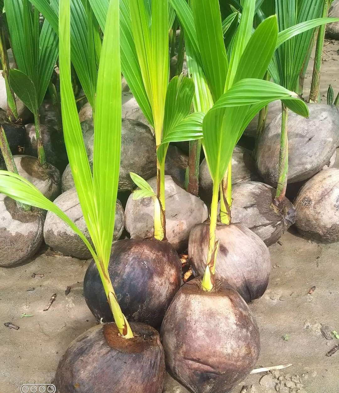 Cây giống dừa tam quan,chuẩn giống f1