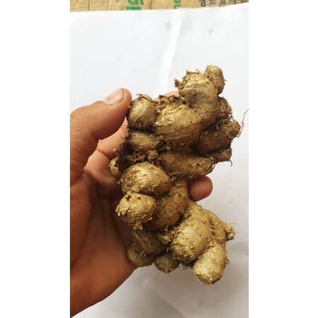 500 gam củ ngãi đen tươi