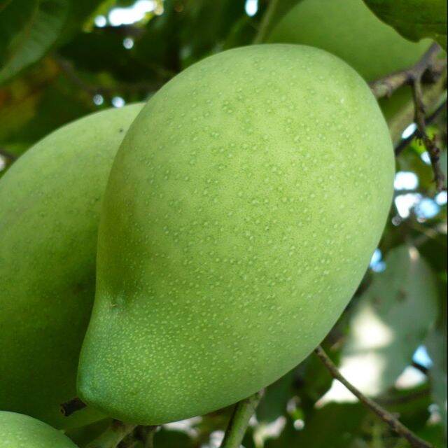 Cây xoài tứ quý cao từ 100cm