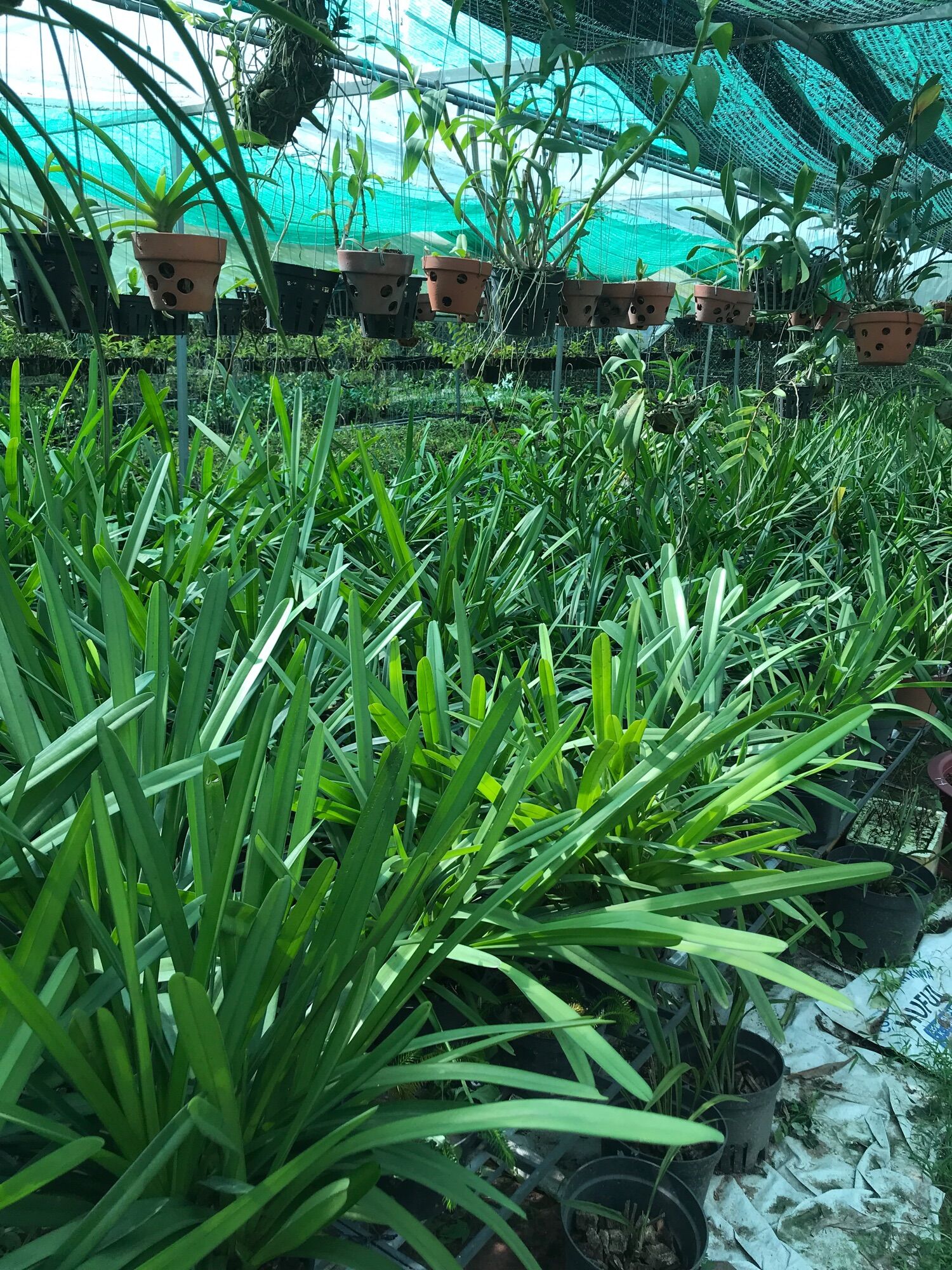 Hoa Lan Kiếm Phan Trí