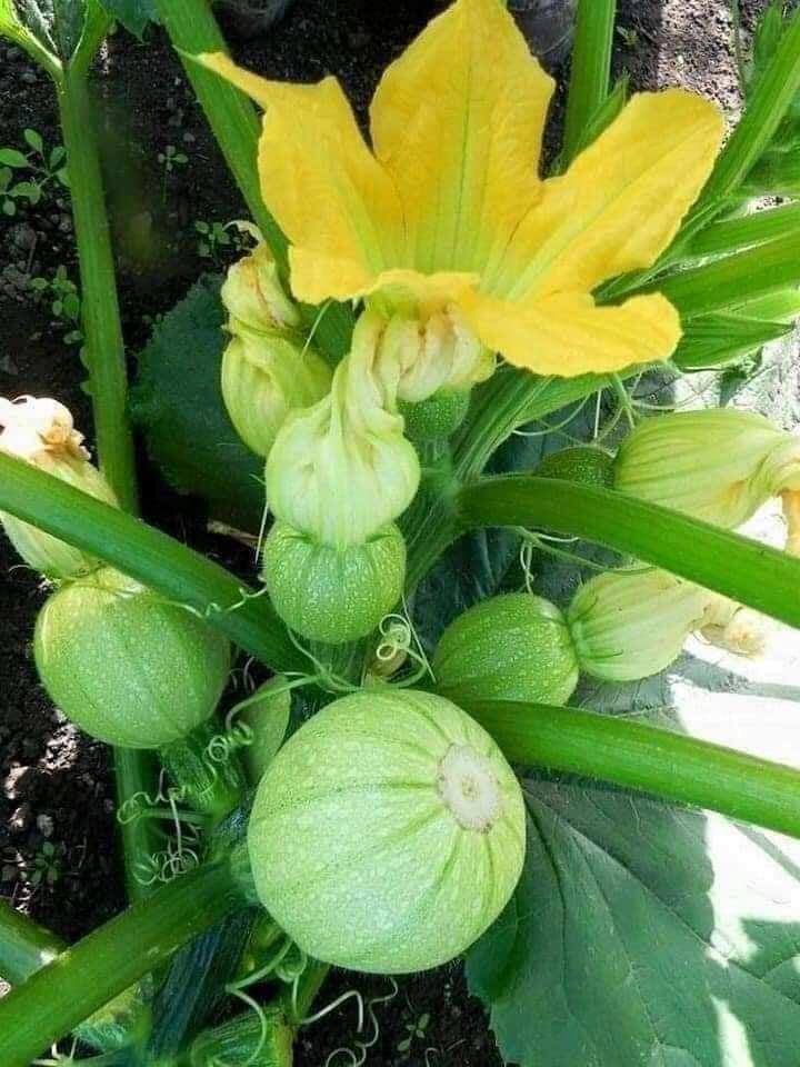 Hạt giống bí ngòi tròn