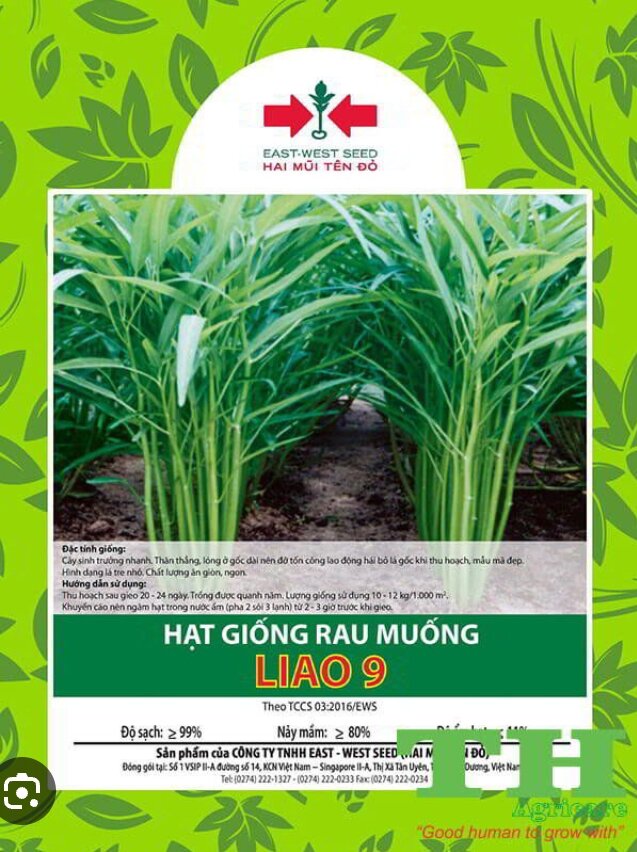 Hạt giống rau muống trọng lượng 100 g/1 gói