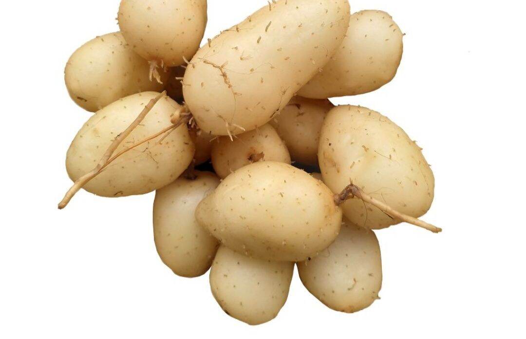 củ lùn giống 10 cây(củ)