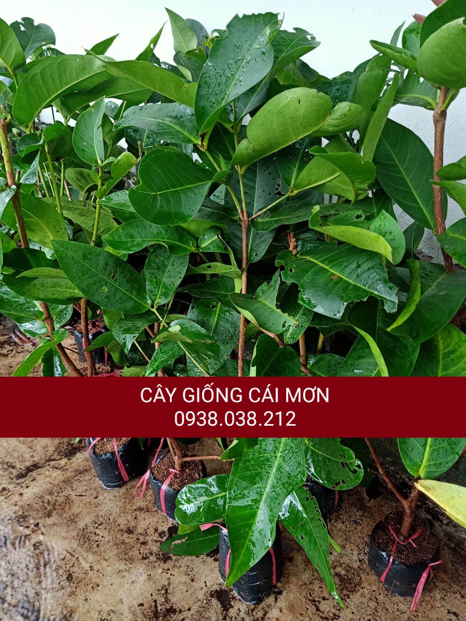 CÂY GIỐNG MẬN XANH TAM HOA / MẬN ROI XANH