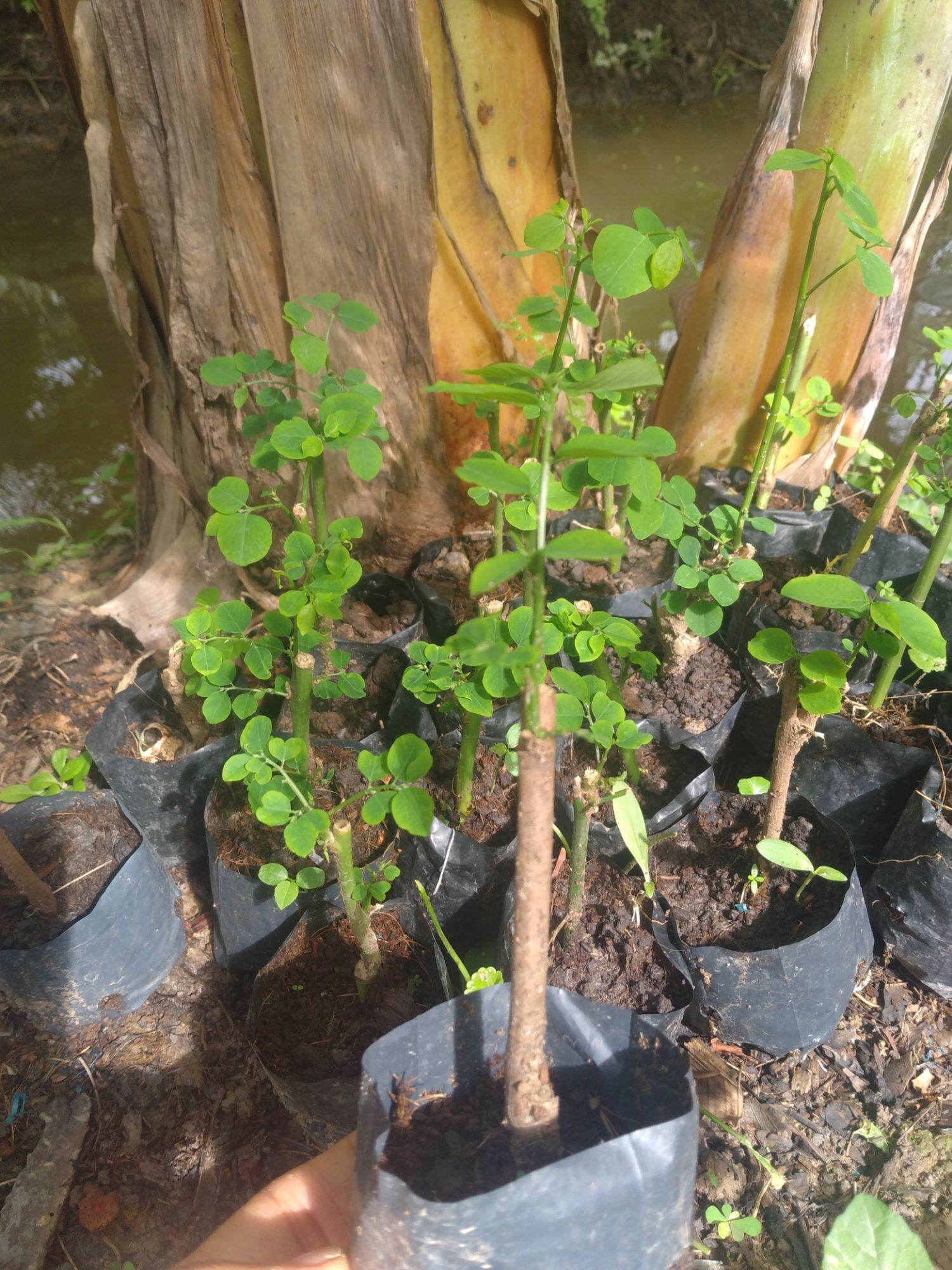 cây giống rau ngót