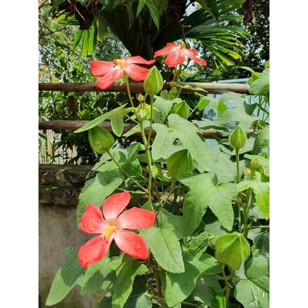 Hạt giống Sâm Bố Chính