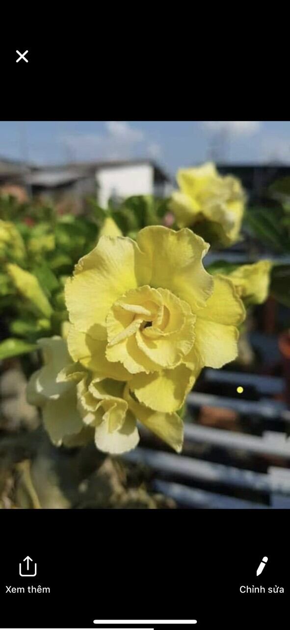 Sứ Thái siêu hoa