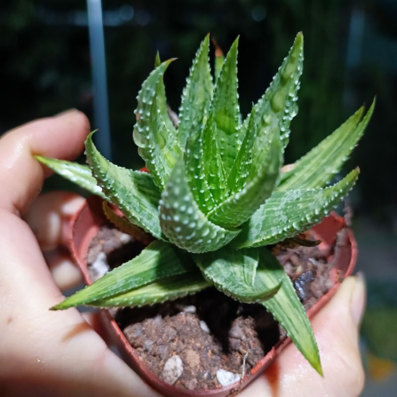 Sale 55%- Sen Đá Haworthia món.g rồng var