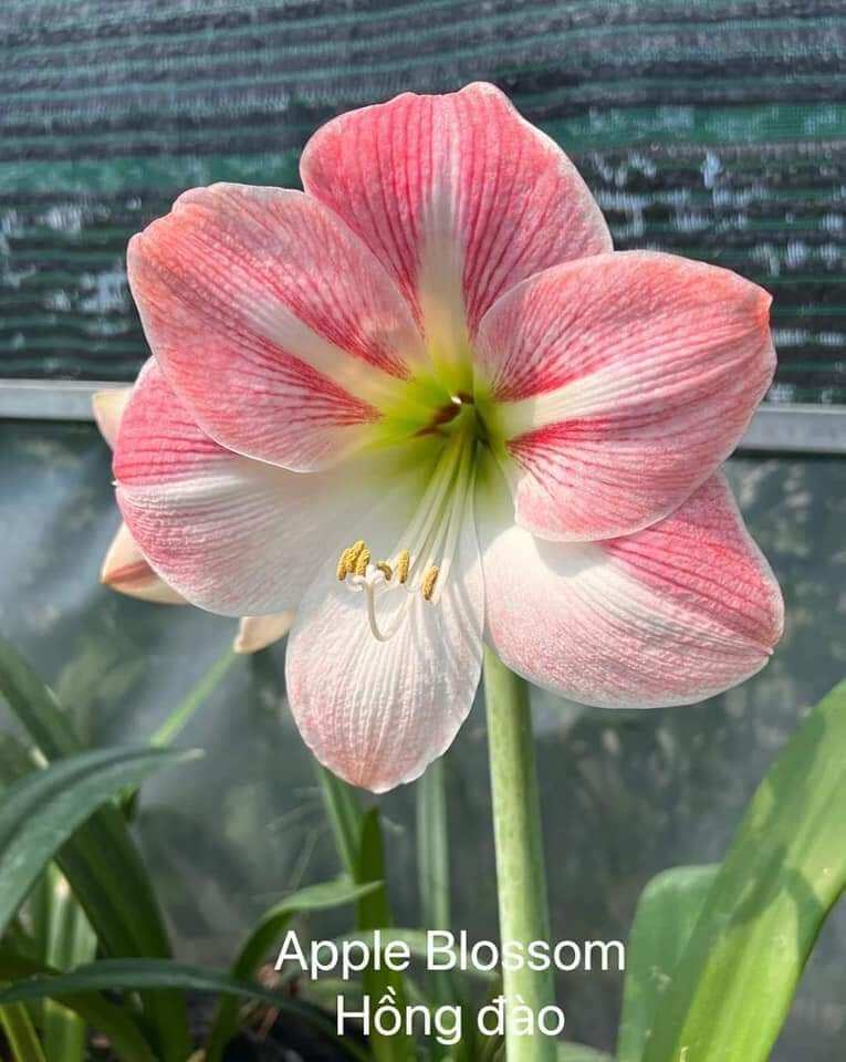 Củ lan huệ Hồng Đào size 4-5cm