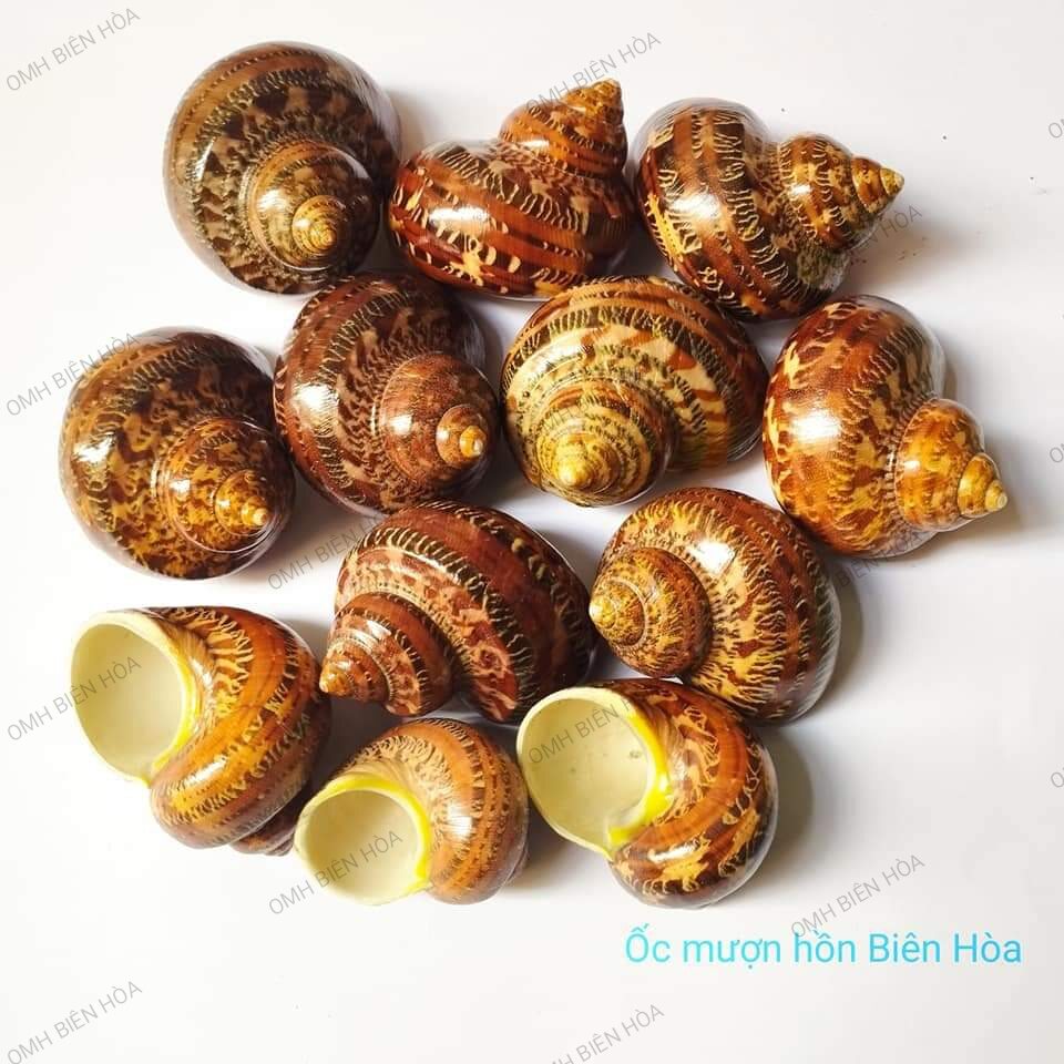 Vỏ ốc biển xà cừ đỏ.OMH Biên Hòa