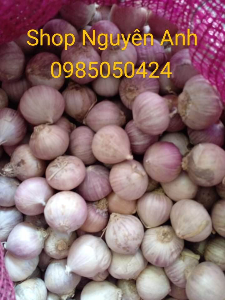 1kg tỏi cô đơn