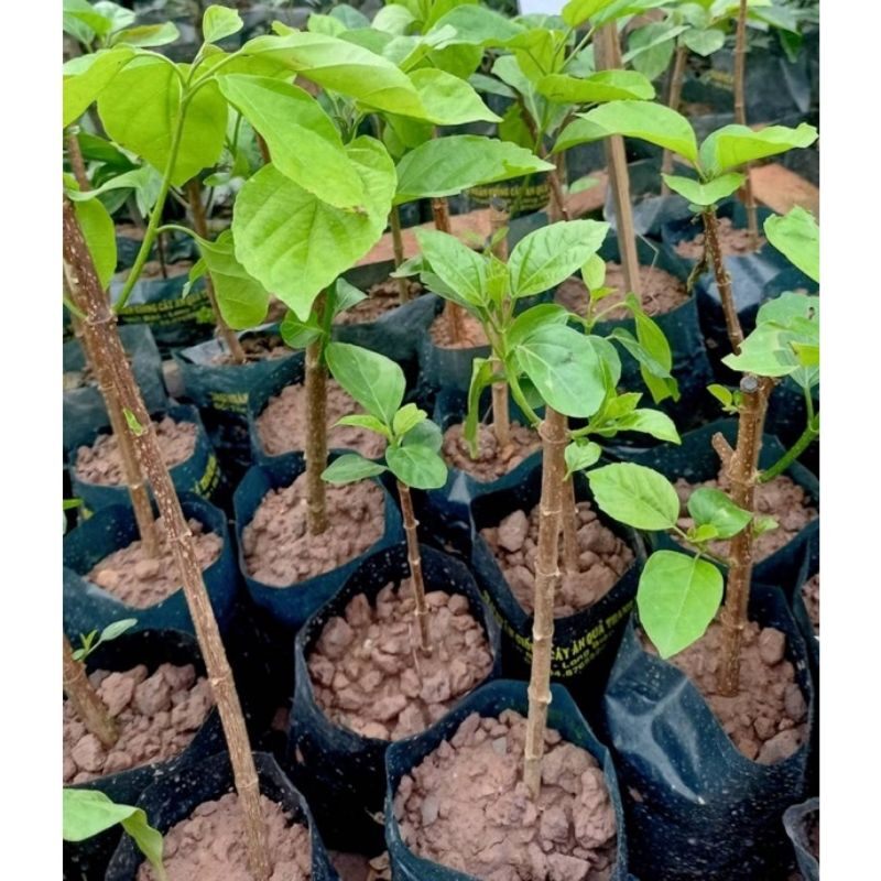 Cây giống lá cách.14k/bầu(.shop mới bán mua đơn từ 100k tặng cây giống)