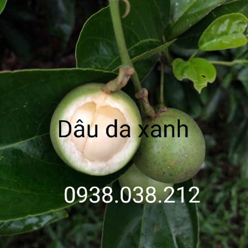 Cây giống dâu da xanh / cây dâu da xanh