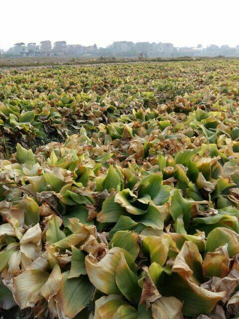 1kg Địa liền( Sá kén) khô