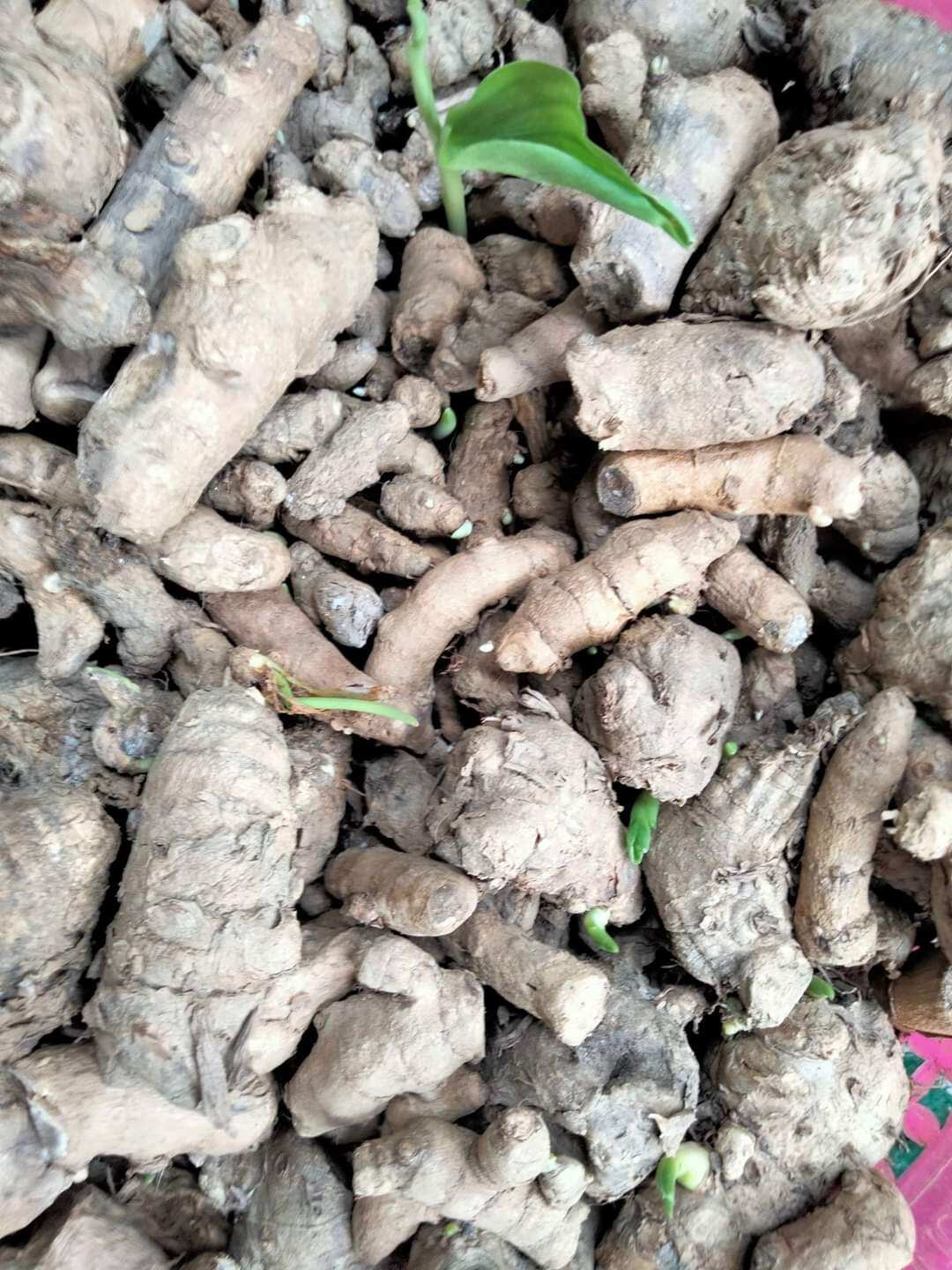 Củ Ngải chống Độc mọc mầm làm giống 10 củ