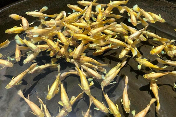 1 con bảy màu fullgold size tơ dễ nuôi để ngoài nắng mới thấy vàng rực , hãy quay clip khui cá để được hoàn tiền khi có rủi ro