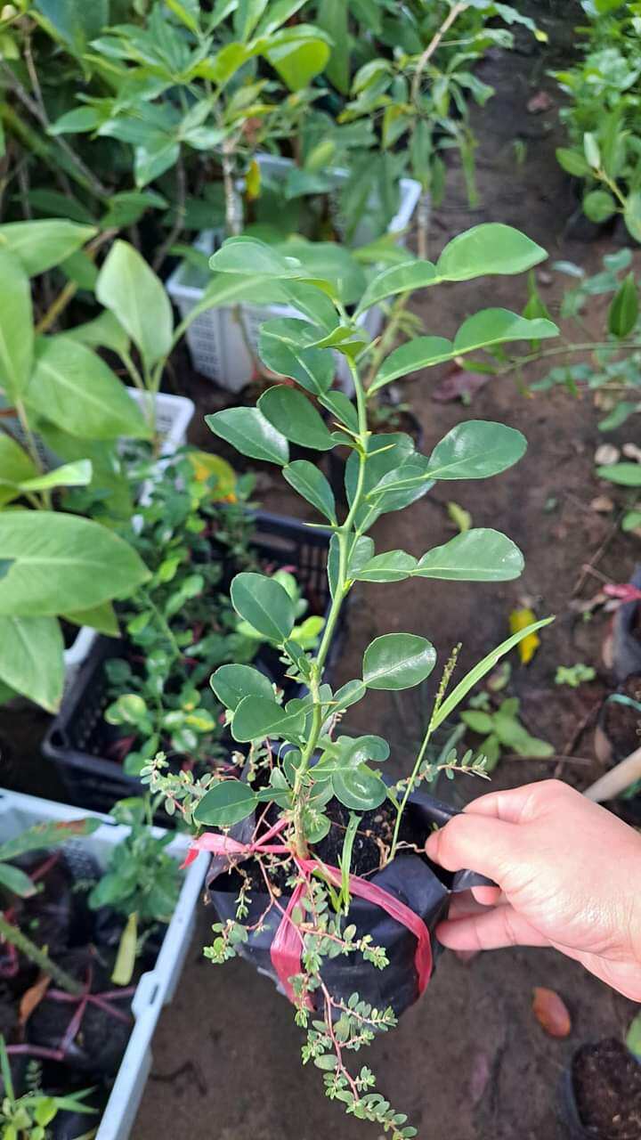 Cây giống chanh không hạt