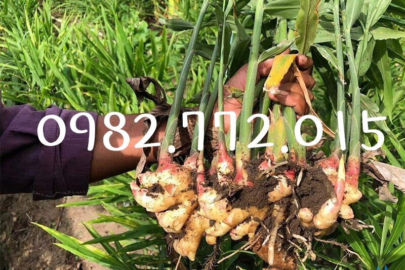 Combo 5 cây riềng củ đỏ ,gia vị món ăn.lh 0982 772 015