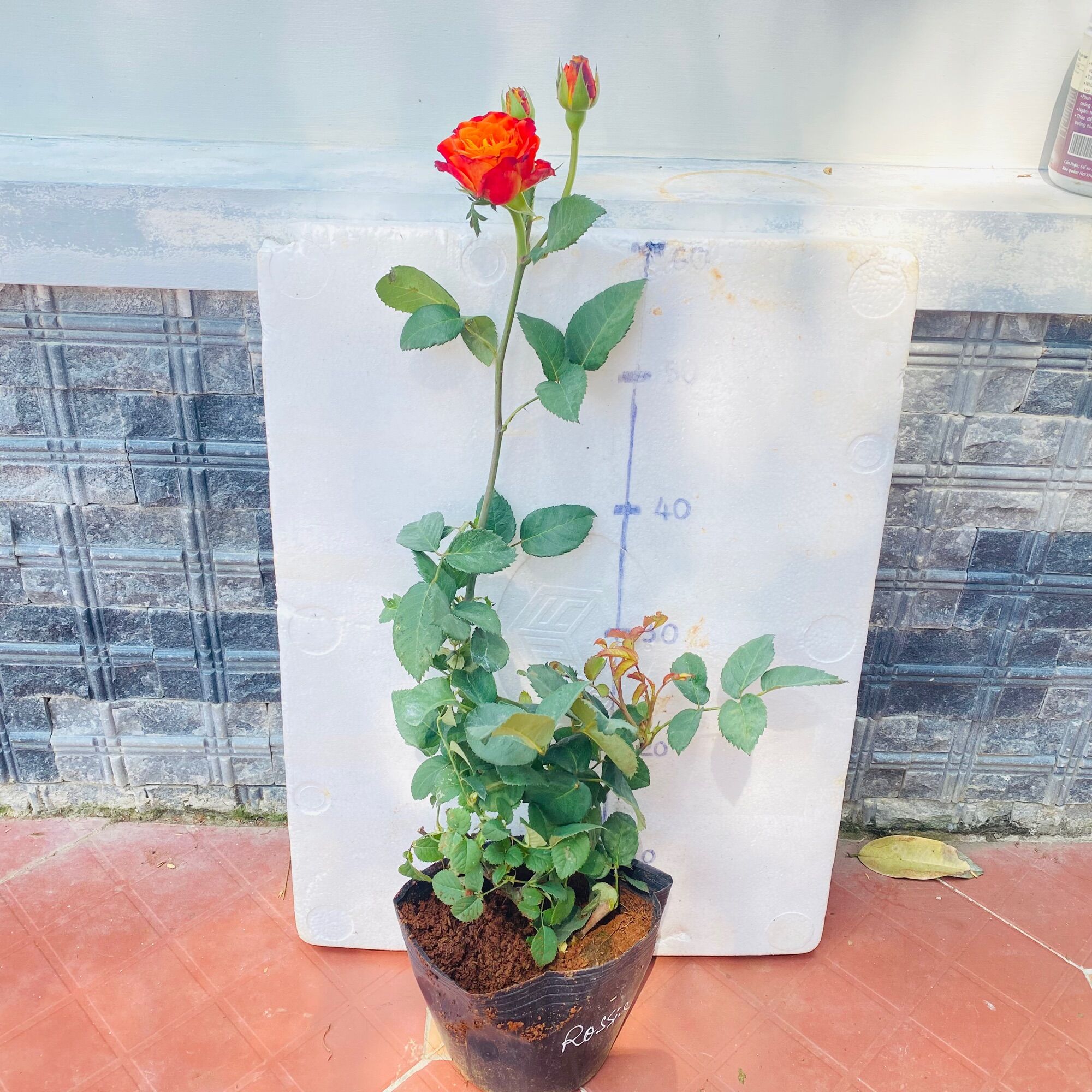 Hoa hồng Rossie Rose – Màu cam lửa siêu chùm bền đẹp