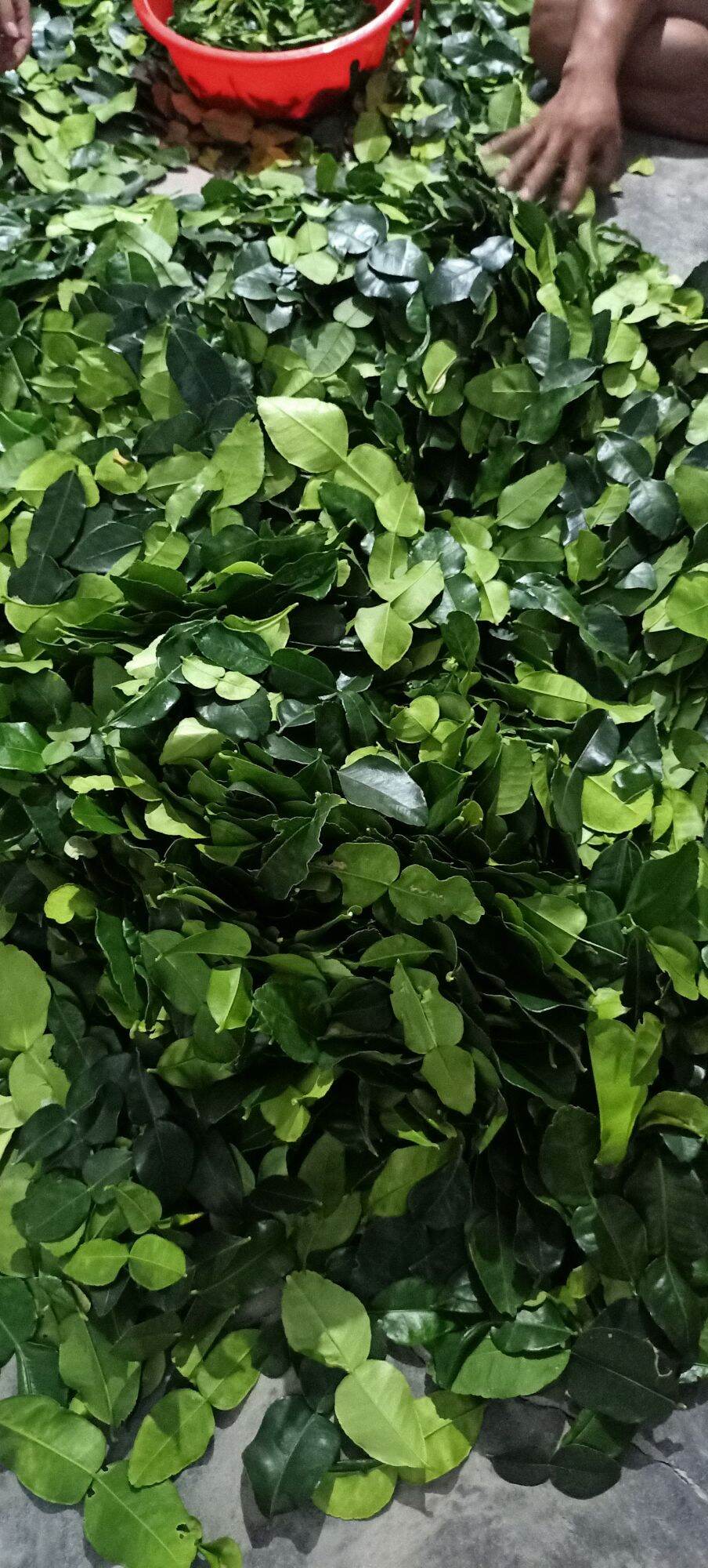 Lá chúc tươi 1kg lá chanh thái